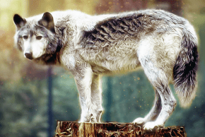 illsutration Bibliographie : Le loup : entre réalité et imagination collective