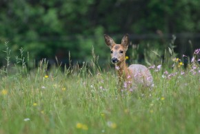 Il y a de la vie autour de nous
