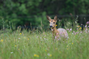 Il y a de la vie autour de nous
