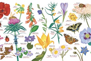 Hors-les-murs / Atelier Dessine ton insecte sur un galet
