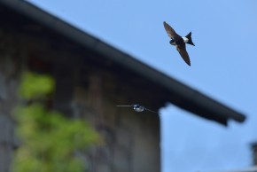 Conférence en balade "À la découverte des oiseaux du bâti du centre-ville de Limoges"