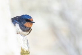 Agrandir l'image - fenêtre modale