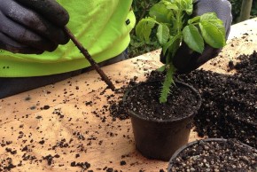 Atelier plantations