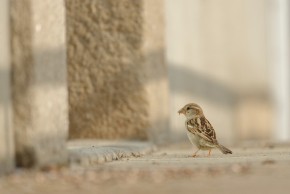 Atelier "Unité d’habitation pour oiseaux"