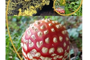 Que sait-on de la diversité des champignons aujourd'hui ?