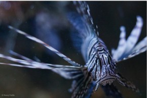 Exposition Raconte-moi le bleu des océans