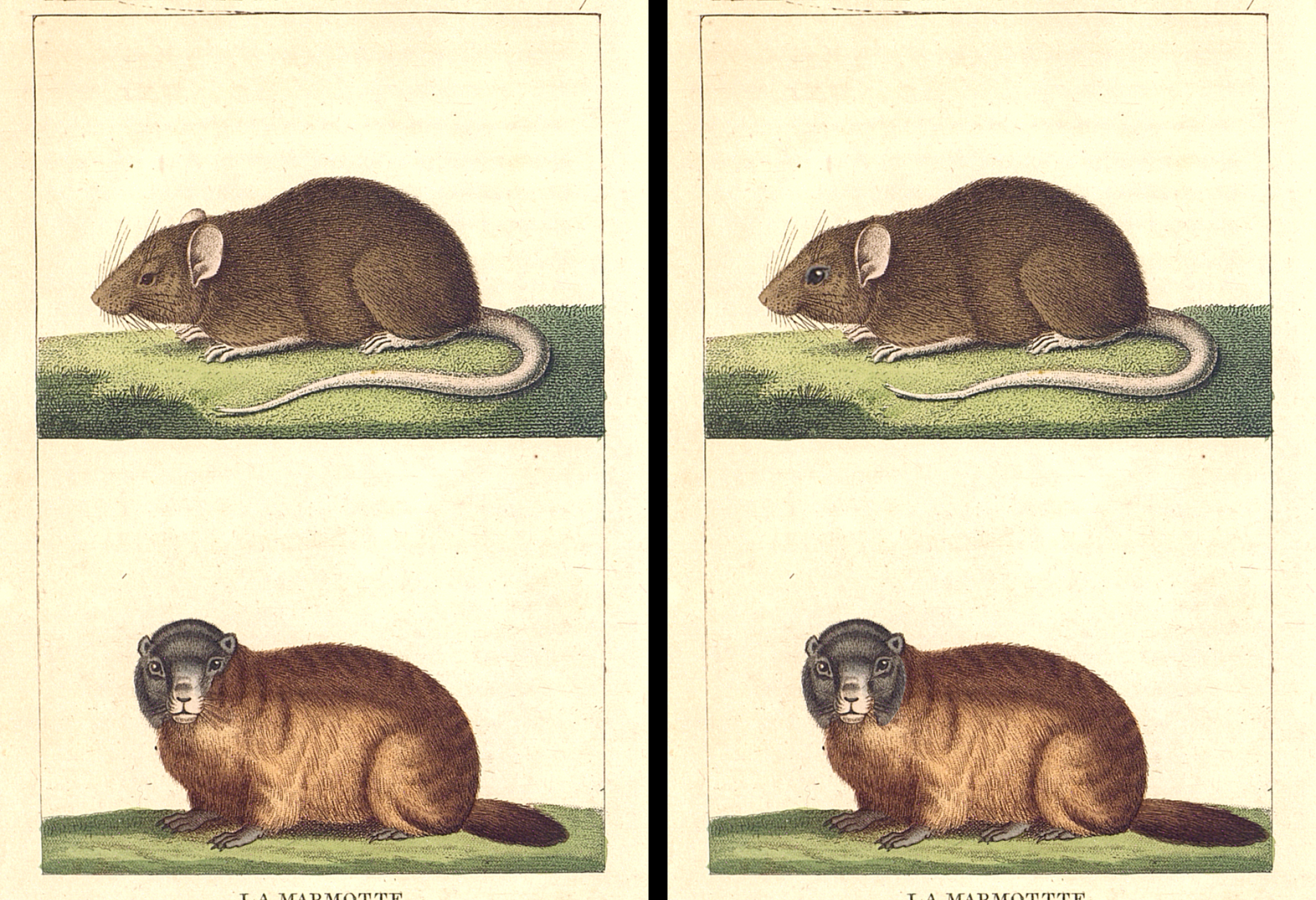 7erreurs_S3_Img12_PC Marmotte