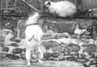Nos collections ont du chien