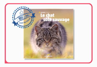 Le chat côté sauvage Coup de Coeur