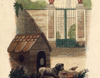 Nos collections ont du chien