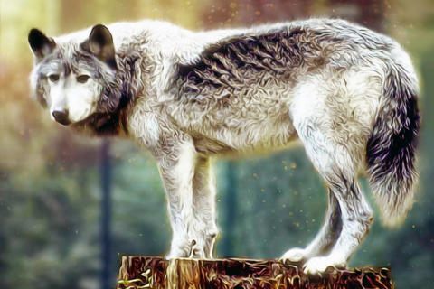 illsutration Bibliographie : Le loup : entre réalité et imagination collective