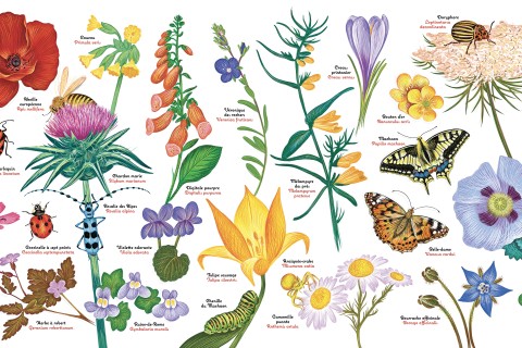 Hors-les-murs / Atelier Dessine ton insecte sur un galet