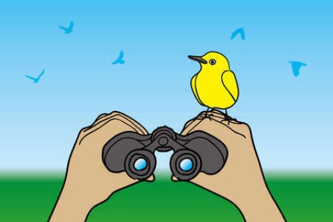 Les oiseaux au printemps sur le quartier et le bois de la Bastide