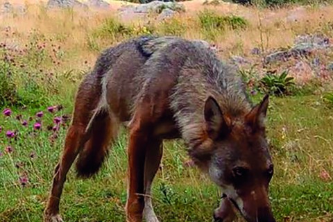 Mois du doc / La part du loup