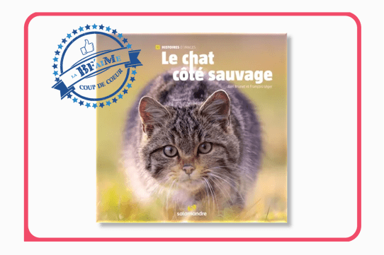 Le chat côté sauvage Coup de Coeur