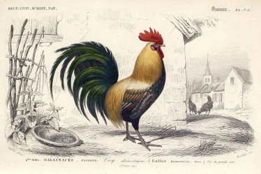 Le Coq 