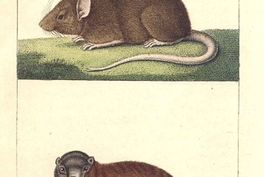 7erreurs_S3_Img12 Marmotte