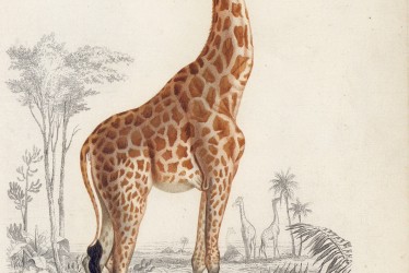 7erreurs_S3_Img8 Girafe