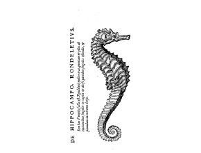 Agrandir l'image - fenêtre modale