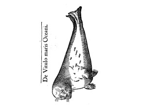 Agrandir l'image - fenêtre modale