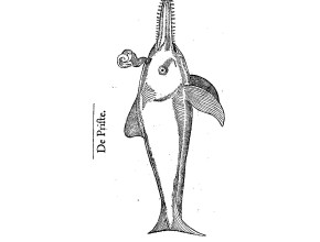 Agrandir l'image - fenêtre modale