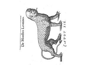 Agrandir l'image - fenêtre modale