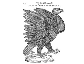 Agrandir l'image - fenêtre modale