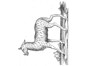 Agrandir l'image - fenêtre modale