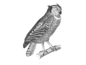 Agrandir l'image - fenêtre modale