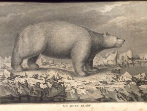 Agrandir l'image - fenêtre modale