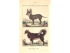 Agrandir l'image - fenêtre modale