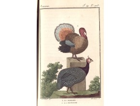 Agrandir l'image - fenêtre modale