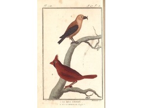 Agrandir l'image - fenêtre modale