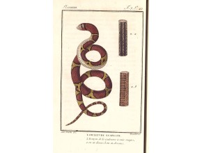 Agrandir l'image - fenêtre modale