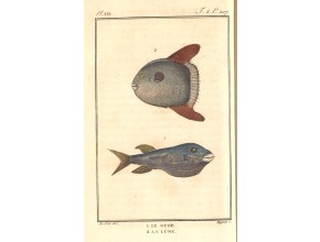 Agrandir l'image - fenêtre modale