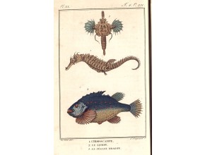 Agrandir l'image - fenêtre modale