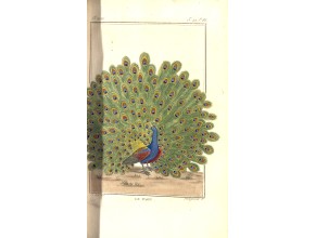 Agrandir l'image - fenêtre modale