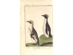 Agrandir l'image - fenêtre modale