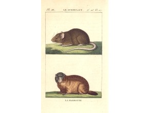 Agrandir l'image - fenêtre modale
