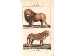 Agrandir l'image - fenêtre modale