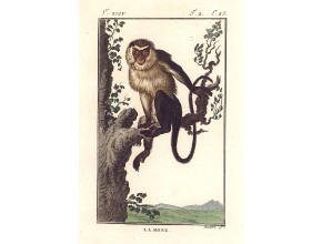 Agrandir l'image - fenêtre modale