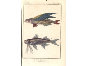 Agrandir l'image - fenêtre modale
