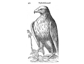 Agrandir l'image - fenêtre modale