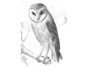 Agrandir l'image - fenêtre modale