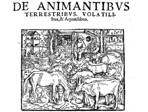 Agrandir l'image - fenêtre modale