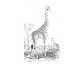 Agrandir l'image - fenêtre modale