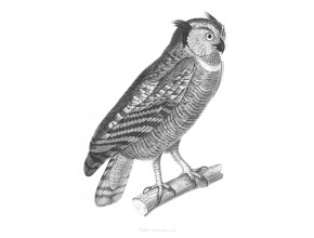 Agrandir l'image - fenêtre modale