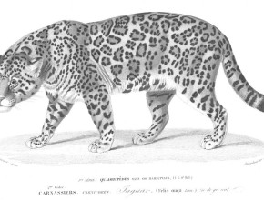 Agrandir l'image - fenêtre modale