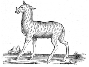 Agrandir l'image - fenêtre modale