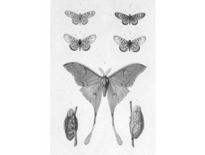 Agrandir l'image - fenêtre modale